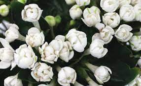 Know Some Widely Used Flower Fillers