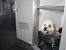 Dog In Airplane Cabin