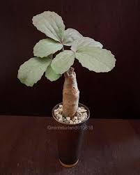 Image result for Cyphostemma barbosae