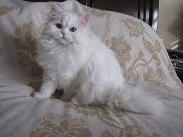 Emma Green Eyed White Teacup Persian Treasured Kittens
