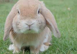 Do Rabbits Make Good Pets Ultimate Owners Guide The Pet Well