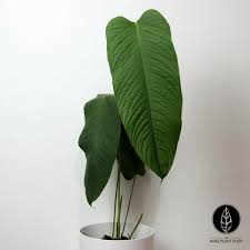 Philodendron Lineolatum Philodendron Plant Big Indoor Plants Indoor Tropical Plants