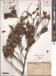 Image result for Bridelia scleroneura