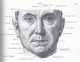 Maybe you would like to learn more about one of these? External Face Google ê²€ìƒ‰ Face Anatomy Human Figure Drawing Anatomy Drawing Medical