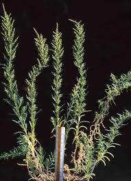 Image result for Suaeda