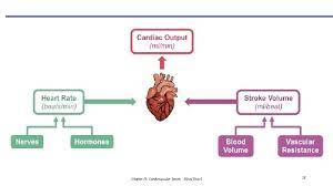 The Cardiovascular System Blood Vessels Physiology Chapter 19