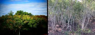 Image result for Triainolepis sancta