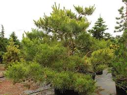 Image result for Hunteria densiflora