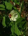 Image result for Pavonia senegalensis
