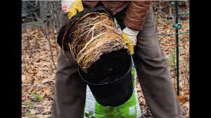 Wann ist der ideale zeitpunkt, deinen obstbaum zu pflanzen? Obstbaum Pflanzen Schritt Fur Schritt Erklart Youtube