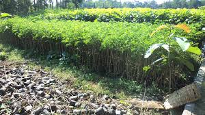 Selain menawarkan rasa yang menggiurkan, ternyata durian juga menjadi peluang bisnis yang menjanjikan. Surabaya Jual Aneka Bibit Pohon Dan Tanaman Hias