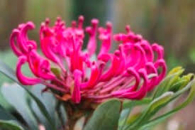 Image result for Telopea