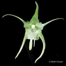 Image result for Aeranthes