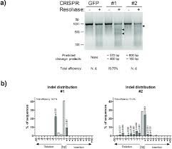 Is certainly an interesting bastard. Pcr Based Analysis Of Spry1 Gene Mutations A Pcr Based Mutation Download Scientific Diagram