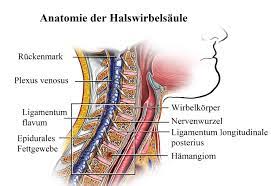 Anatomie Der Wirbelsaule Schmerzen Bilder Aufbau Knacken