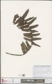 Image result for Calyptrochilum