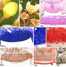 Image result for Acridocarpus chloropterus
