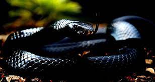 Let's us prepare the arena of civilization for you too *the eternal twins prepare arena for the challenge, it was wrestling arena*. Black Mamba Snake Wallpapers Top Free Black Mamba Snake Backgrounds Wallpaperaccess