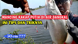 Maybe you would like to learn more about one of these? Trik Mancing Kakap Putih Di Air Dangkal Youtube