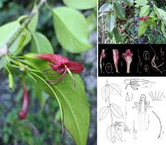 Image result for Dissotis pulchra