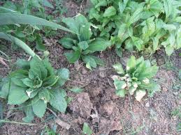 Image result for Lobelia petiolata