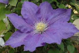 Huge collection, amazing choice, 100+ million high quality, affordable rf and rm images. H F Young Clematis H F Young Online Kaufen