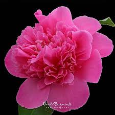 Camellia Debbie Fiori Floreale Giardino