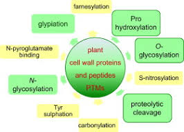 Check spelling or type a new query. Post Translational Modifications Of Plant Cell Wall Proteins And Peptides A Survey From A Proteomics Point Of View Sciencedirect