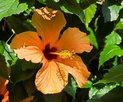 These are sturdy plants which can grow to a height of up to 15 feet, and the colorful blooms can. Hibiscus Flowers How To Grow And Care For Australian House And Garden