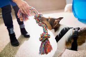 Trying a japanese dog translator! Pet Translator Letting Humans Talk To Dogs Could Be Available In Less Than A Decade Mirror Online