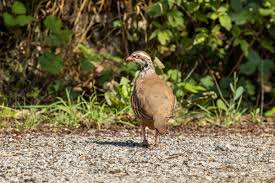 Image result for Alectoris rufa