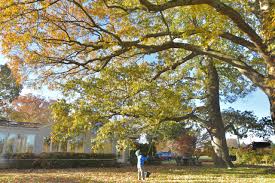 See more of county tree removal on facebook. Home Milton S Tree Care Services Upper Marlboro