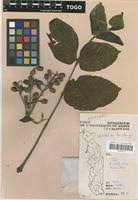 Image result for Lannea schimperi