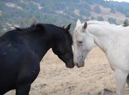 A human's brain weighs about 3 pounds; Are Horses As Smart As Humans Horsetalk Co Nz