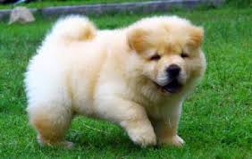 Chow Chow Cin Aslani Egitirken Dikkat Etmeniz Gerekenler