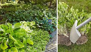 Clean up the leaves when hostas go dormant, the leaves die and the living portion of the plant exists only under the soil. Dividing Hostas And Other Perennials