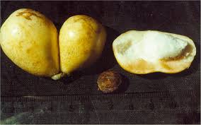 Image result for Pancovia holtzii