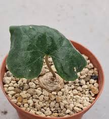 Image result for Dorstenia psilurus