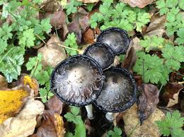 See photo, above) is a very common, visually distinctive mushroom with a really nice flavor. Shaggy Manes And Inky Caps Mushrooms Uses And Health Effects Owlcation