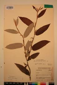 Image result for Parinari excelsa