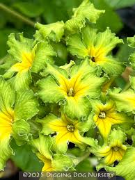 Image result for Primula