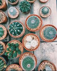 Click on image to view plant details. 14 Pretty Cactus Aesthetic Cactus Wallpaper Iphone Cactus Background Cute Cac Cactus Backgrounds Cactus Aesthetic Cacti Wallpaper