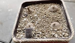 Image result for Trochomeria