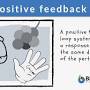 Positive feedback examples from www.biologyonline.com