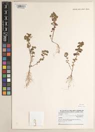 Image result for Euphorbia guerichiana