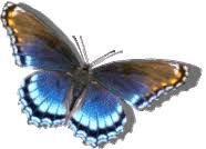 You can find a lot more of my stuff on giphy, just search @dotdave. Butterfly Transparent Gifs Tenor