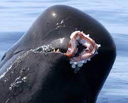 Ballena comiendo calamar