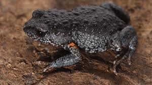 Image result for Pseudoeriosema borianii