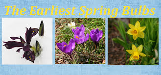 Are you able to identify a bulbous flower on sight? What Are The Earliest Blooming Spring Bulbs Dengarden