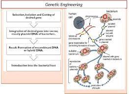 Effective And Creative Lesson Plans For Teachers By Teacher Lesson Plan Of Genetic Modifications General Science Grade Viii